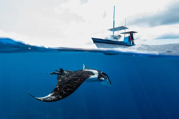 1,000 Manta Rays Seen In The Maldives